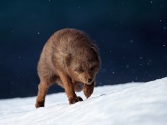Arctic fox in Iceland.