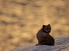 Arctic fox in Iceland.