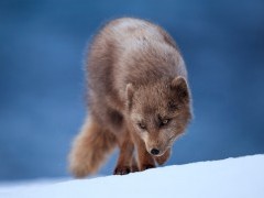 Arctic fox in Iceland.