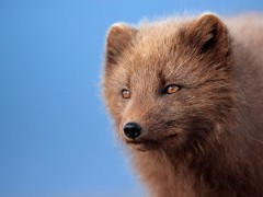 Arctic fox in Iceland.