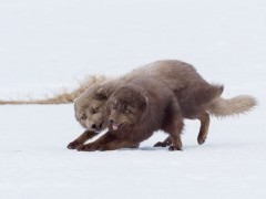 Arctic fox pair in Iceland.