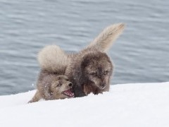 Arctic fox pair in Iceland.