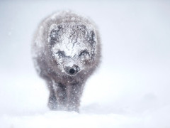 Arctic fox in Iceland.