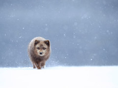 Arctic fox in Iceland.