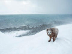 Arctic fox and fjord in Iceland.