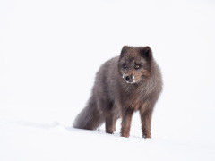 Arctic fox in Iceland.