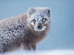 Arctic fox in Iceland.