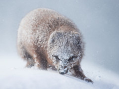 Arctic fox in Iceland.