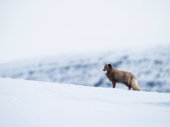 Arctic fox in Iceland.