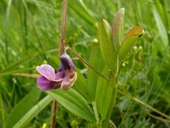 Bitter betch in Ireland.