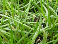 American shoreweed in The Burren, Ireland.