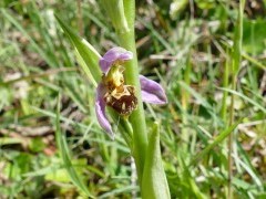 Bee orchid in The Burren, Ireland.