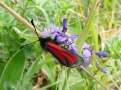 Burnet moth in the Burren, Ireland.