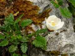 Eightpetal mountain avens in The Burren, Ireland.