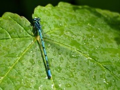 Irish damselfly in The Burren, Ireland.