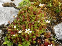 Irish saxifrage on the Burren, Ireland.