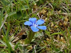 Spring gentian in The Burren, Ireland.