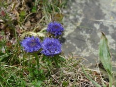 Blue button near Cliffs of Moher, Ireland.