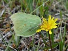 Common brimstone in Ireland.