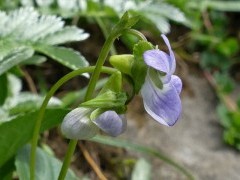Fen violet in The Burren, Ireland.
