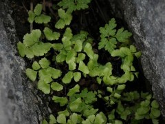 Maidenhair fern in Ireland.