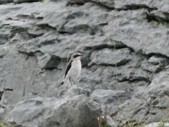 Northern wheatear in Ireland.