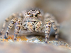 Jumping spider in Slovenia.