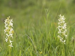 Lesser butterfly orchid