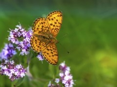 Lesser marbled fritillary