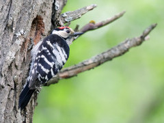 Lesser spotted woodpecker