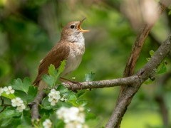 Male common nightingale