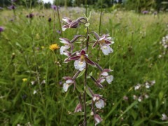 Marsh helleborine