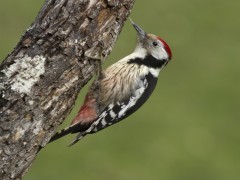 Middle spotted woodpecker