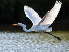 Great egret