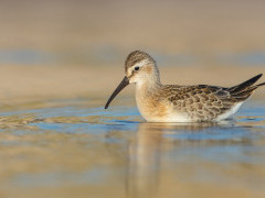 Curlew sandpiper in the Netherlands