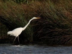 Great egret in the Netherlands