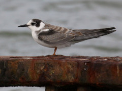Black tern in the Netherlands.