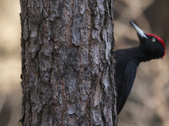 Black woodpecker in Holland.