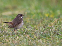 Bluethroat in the Netherlands.