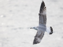 Caspian gull in the Netherlands.