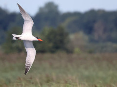Caspian tern in the Netherlands.