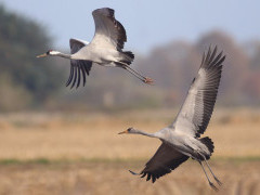 Common crane in the Netherlands.