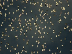 Dunlin flock in Holland.