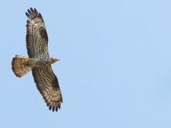 Honey buzzard in the Netherlands.