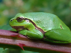 European tree frog in the Netherlands.