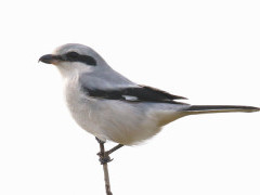 Great grey shrike in Holland.