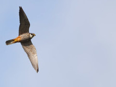 Hobby in the Netherlands.