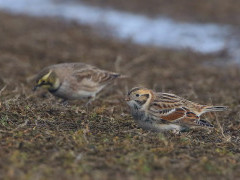 Lapland bunting in Holland.