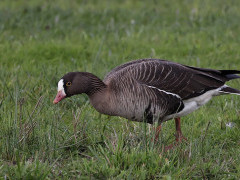 Lesser white-fronted goose in Holland.