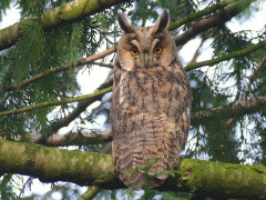 Long-eared owl in Holland.